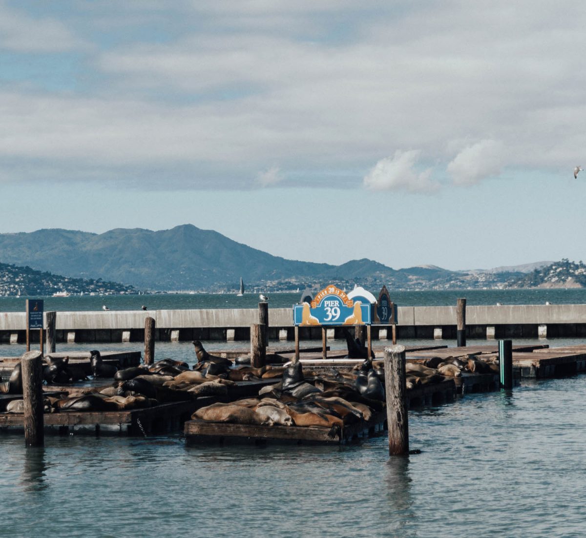 Seals by Pier 39, San Francisco