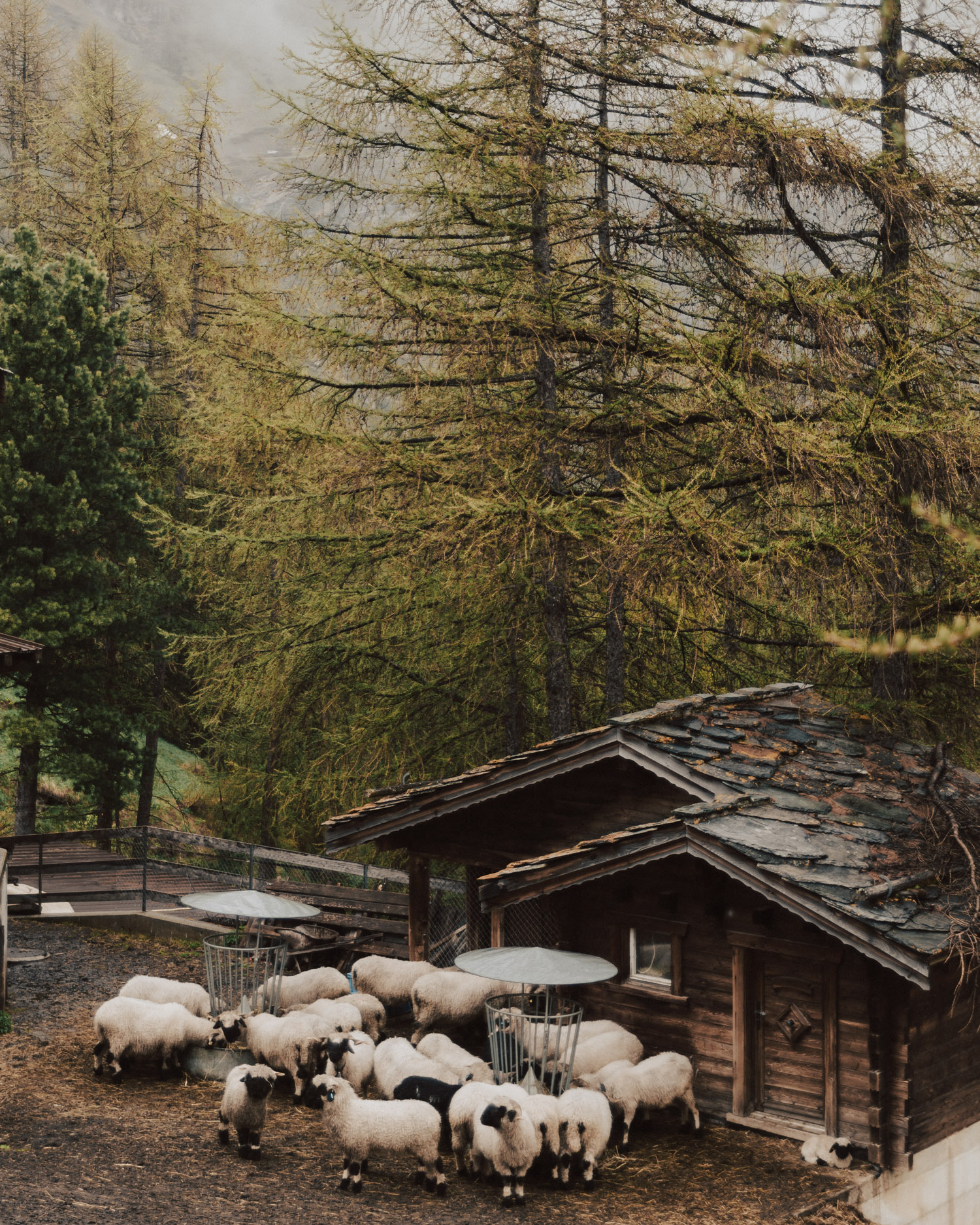 Söta svartnosfår i Zermatt