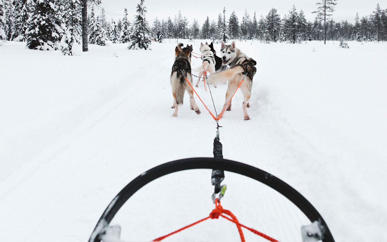 Hundspanntur i Finland