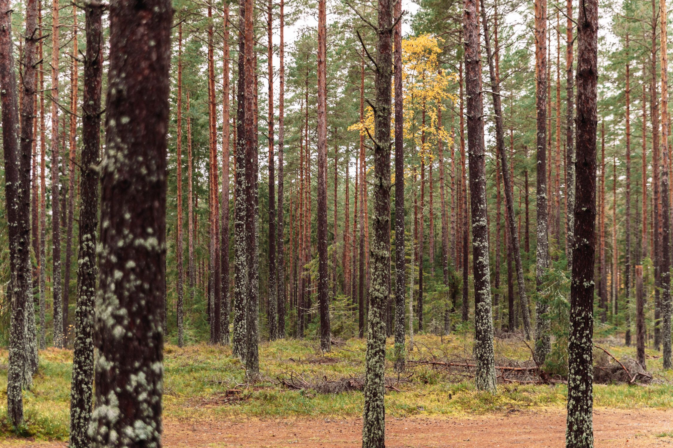 Skog i Brevens Bruk, Örebro