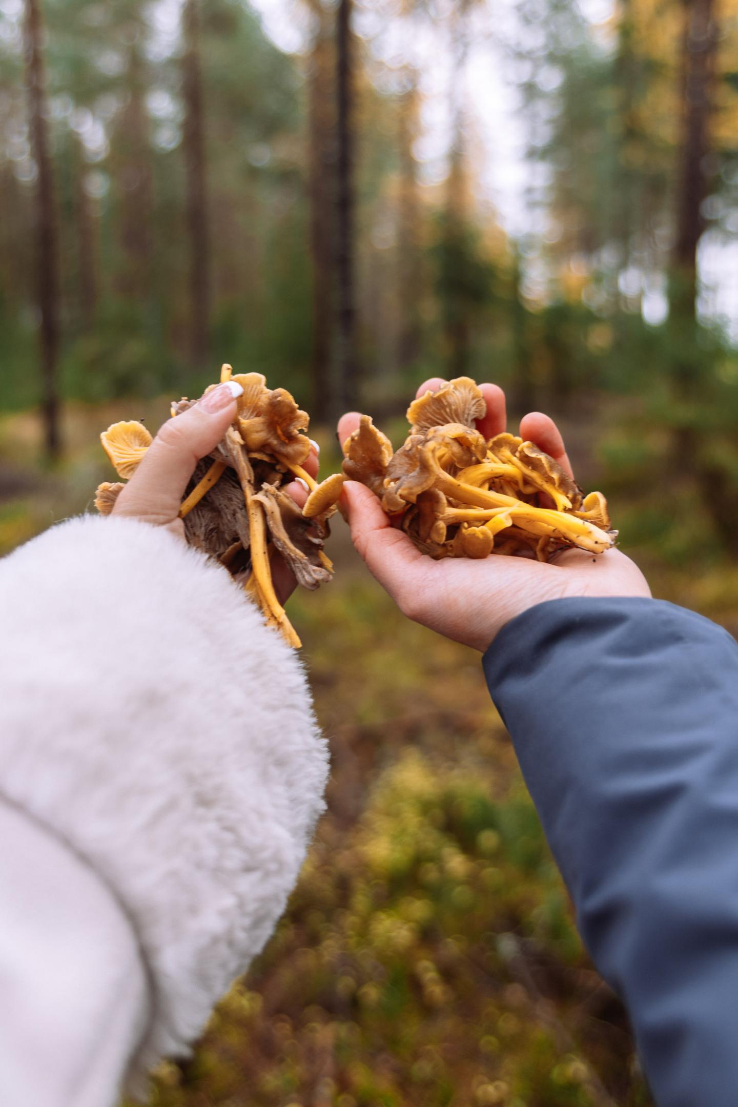 Färska kantareller plockade i Brevens Bruks skog i Örebro