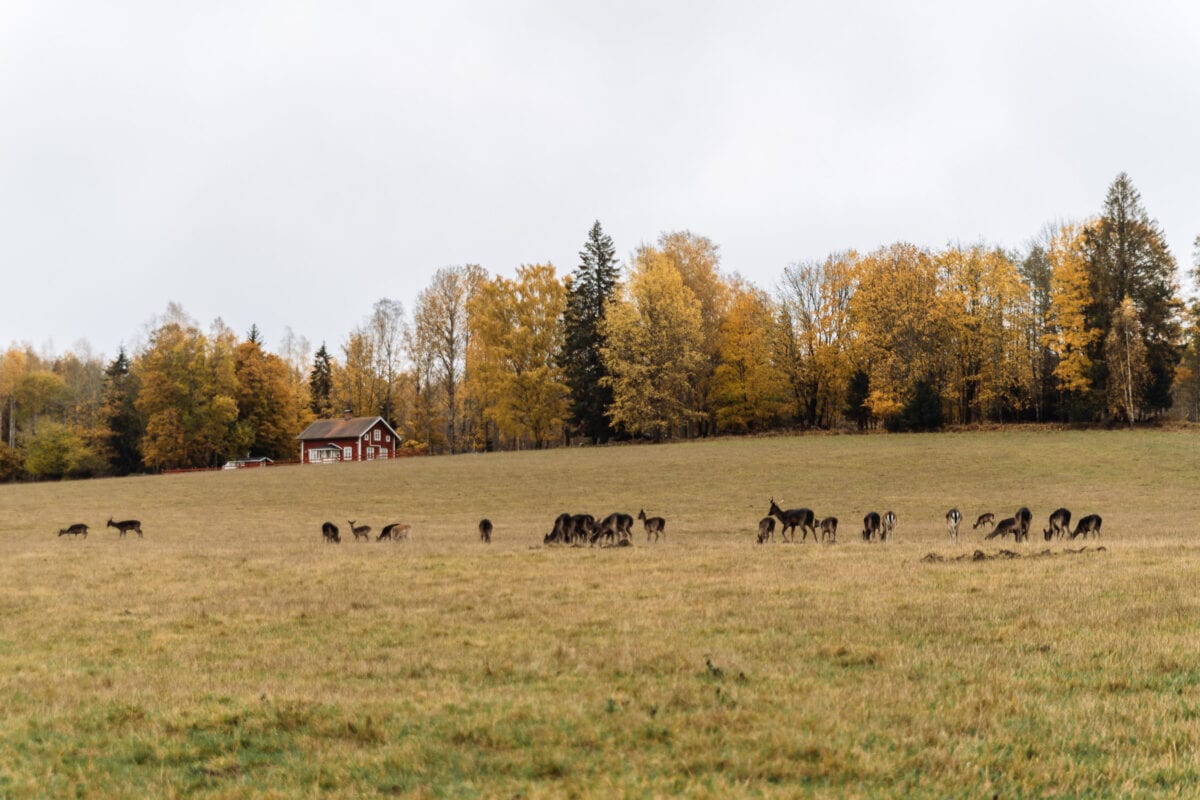 Dovhjortar på gräsäng i Brevens Bruk, Örebro