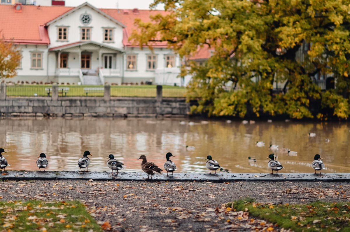 Duvor uppradade längs Svartån i stadsparken i Örebro