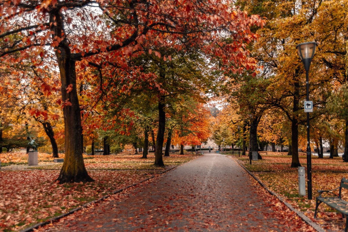 Vackra stadsparken i Örebro med färgglada höstlöv så långt ögat kan nå