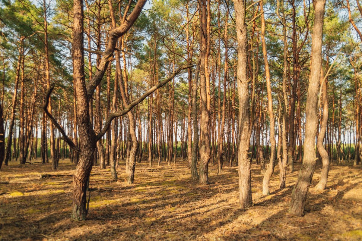 Skogen Roztańczony las.