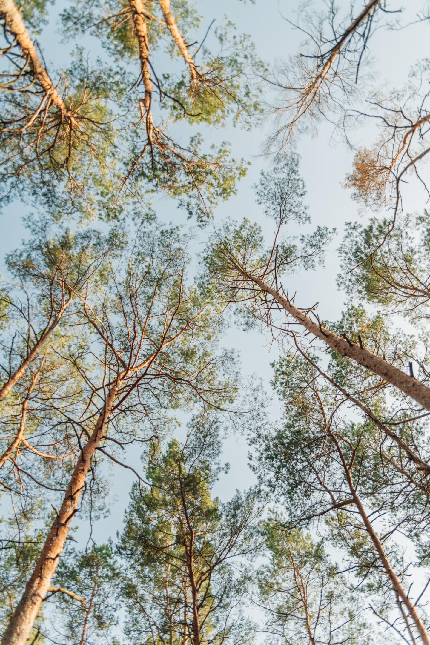 Vy över trädkronor i polsk skog.