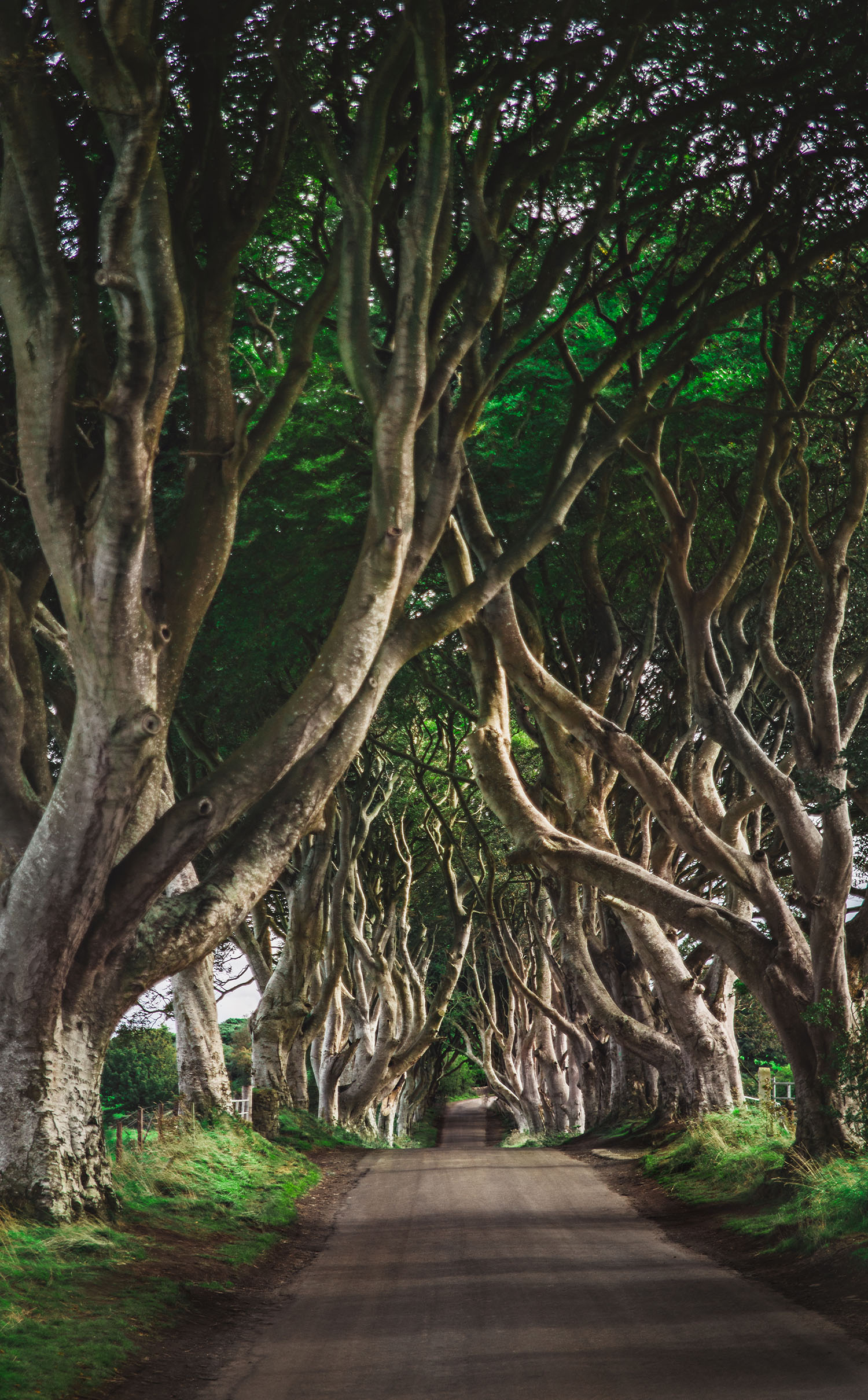 Otroligt vackra Dark Hedges i Nordirland - The Kings Road i Game of Thrones