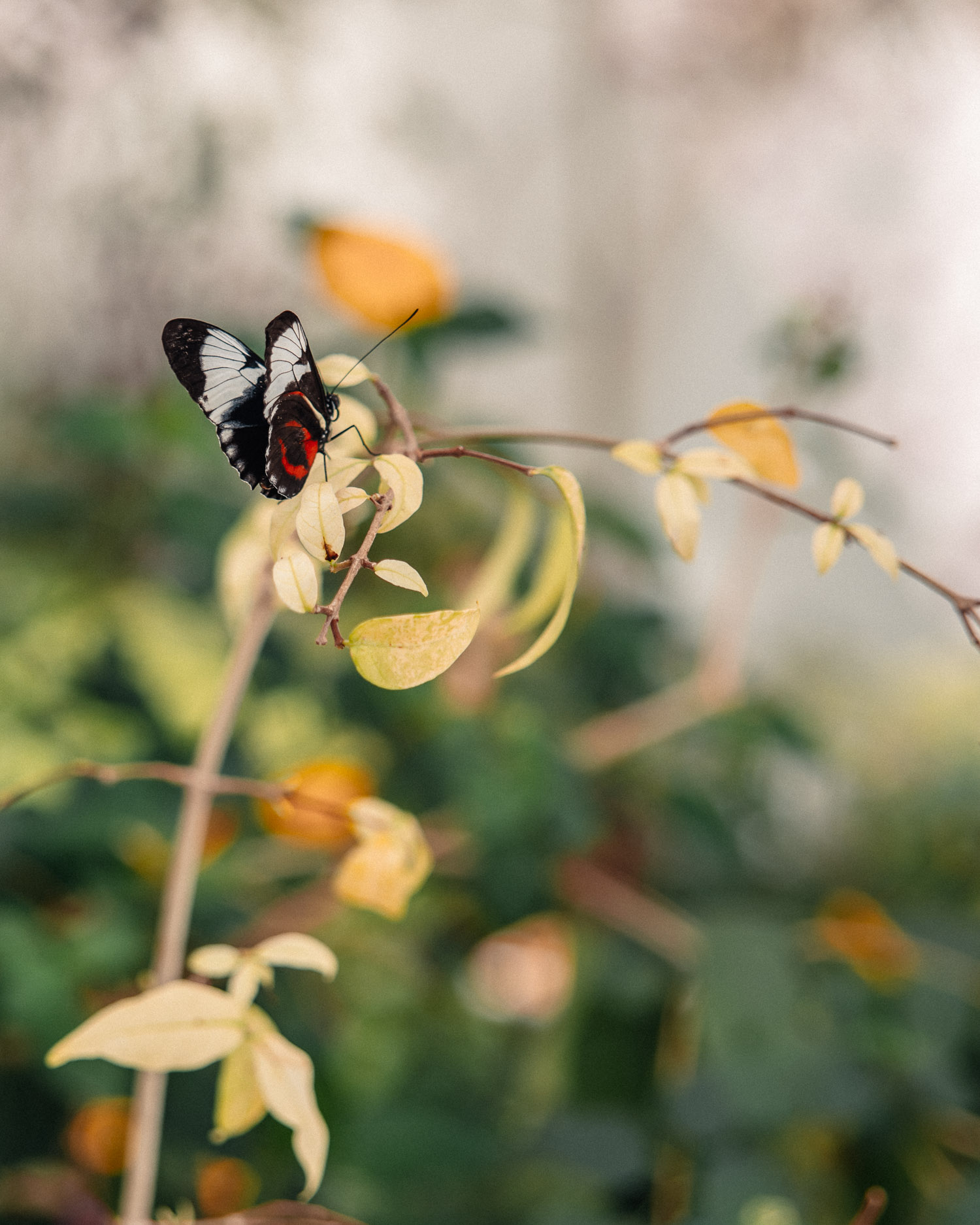 Närbild på fjäril i Al Noor Islands Butterfly House