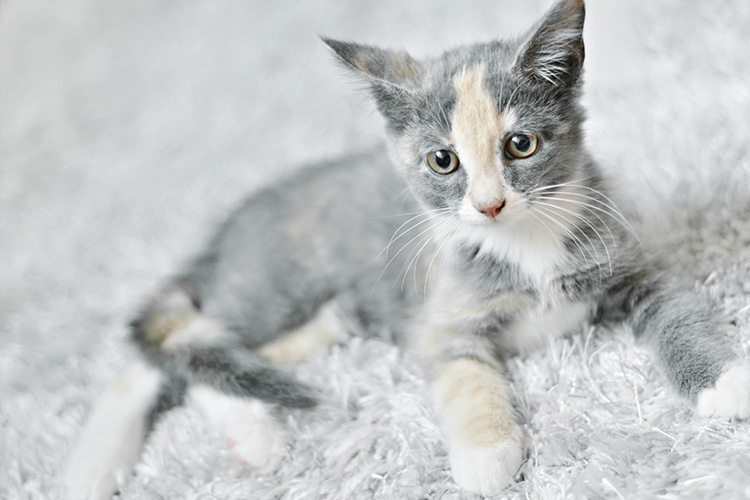 cutest-kitten