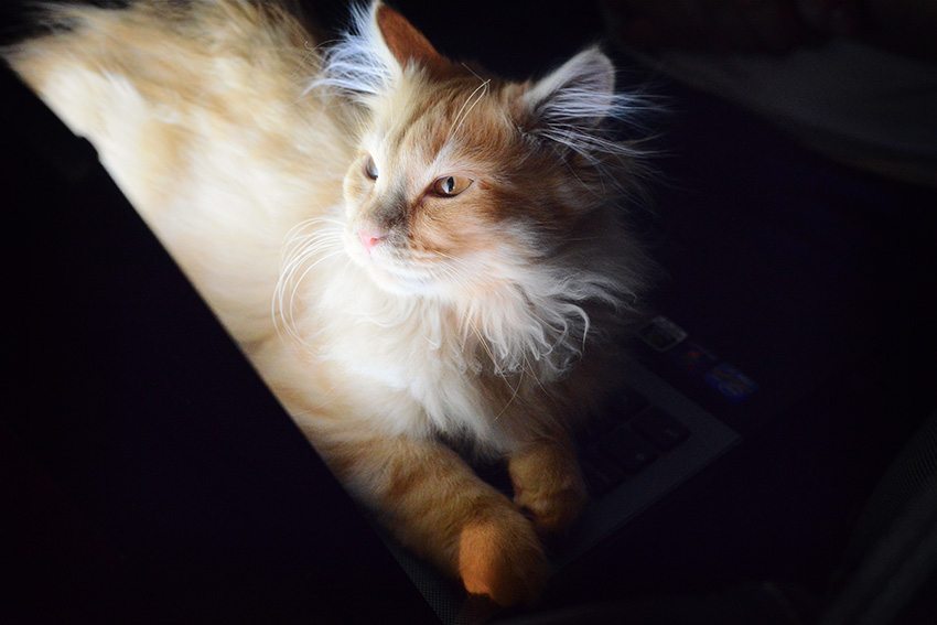 Katt på laptop