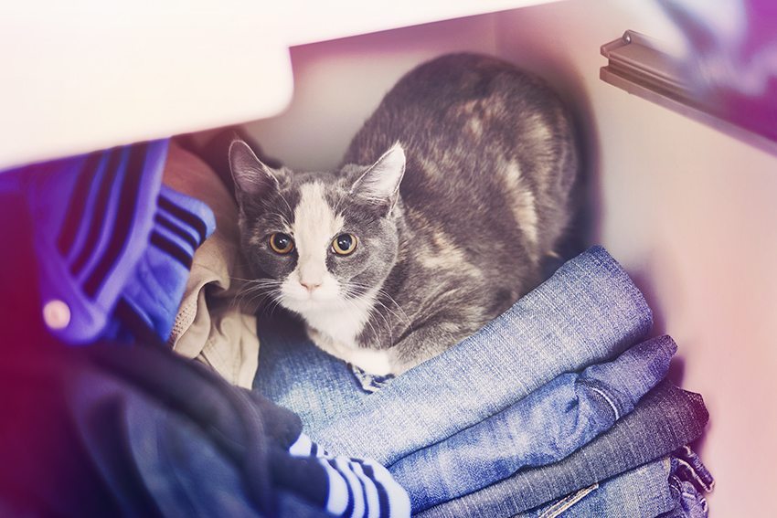 Katt i garderob