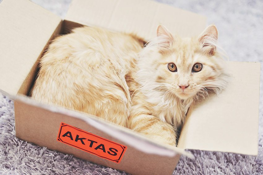 Katt i låda