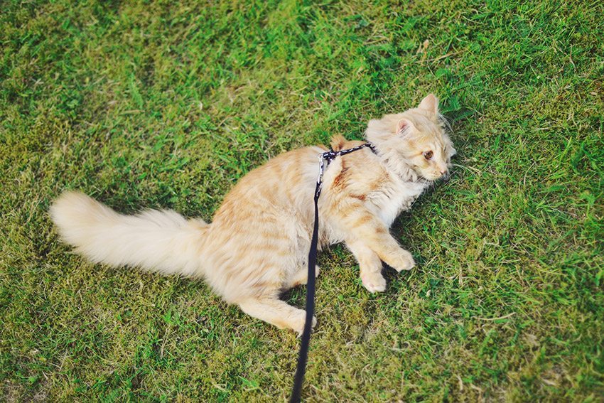 Katt på gräset