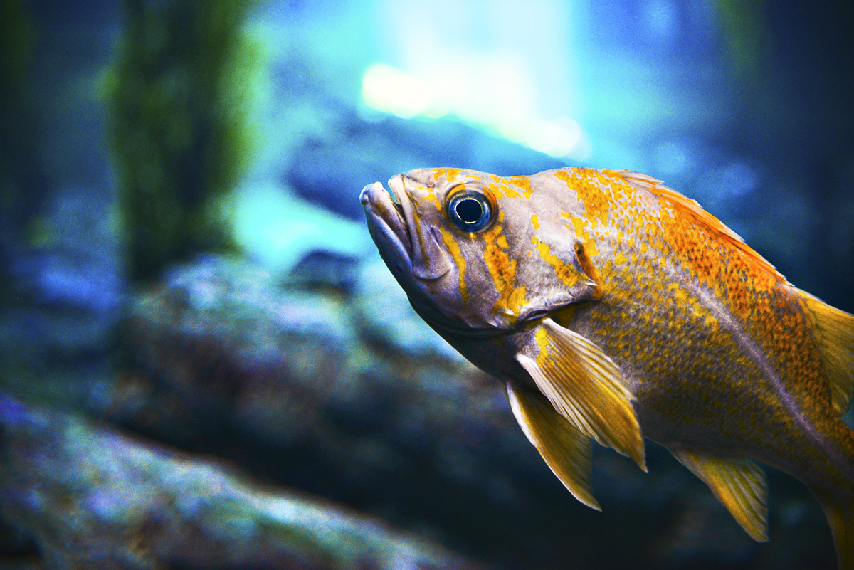 Fish in Monterey Bay's Aquarium