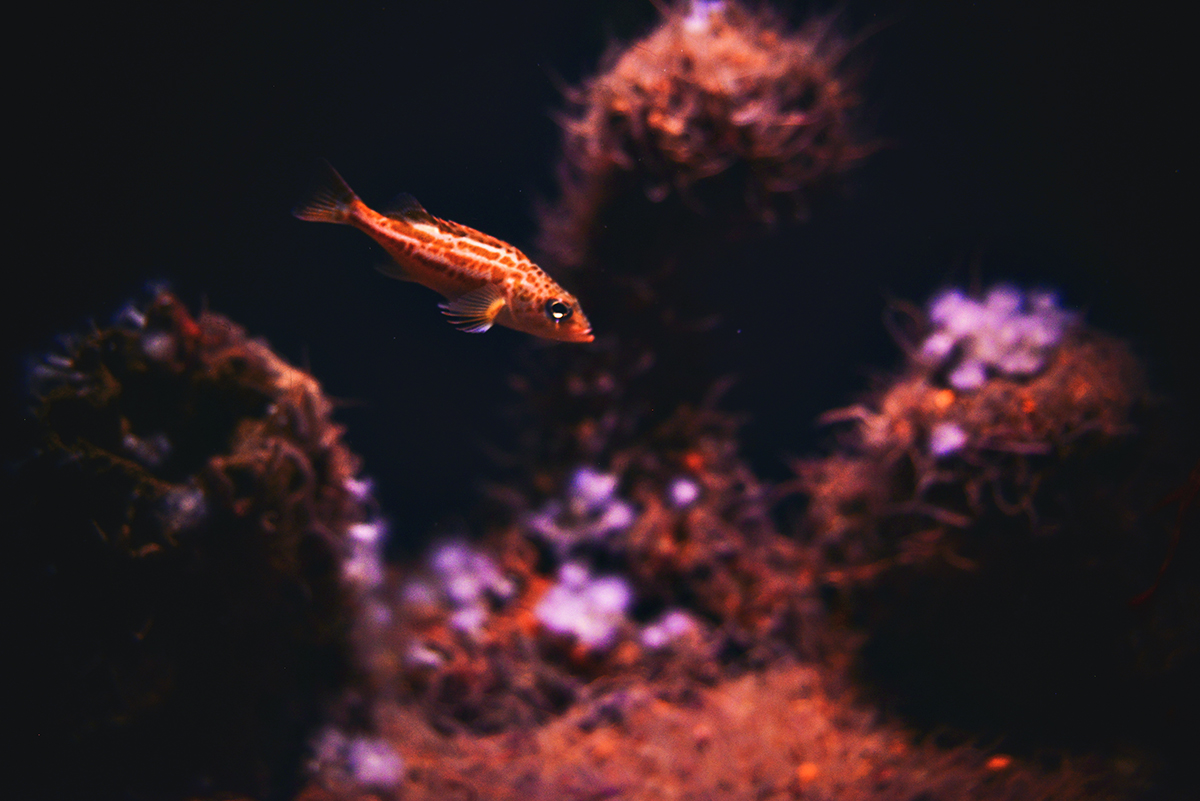 Fish in Monterey Bay's Aquarium