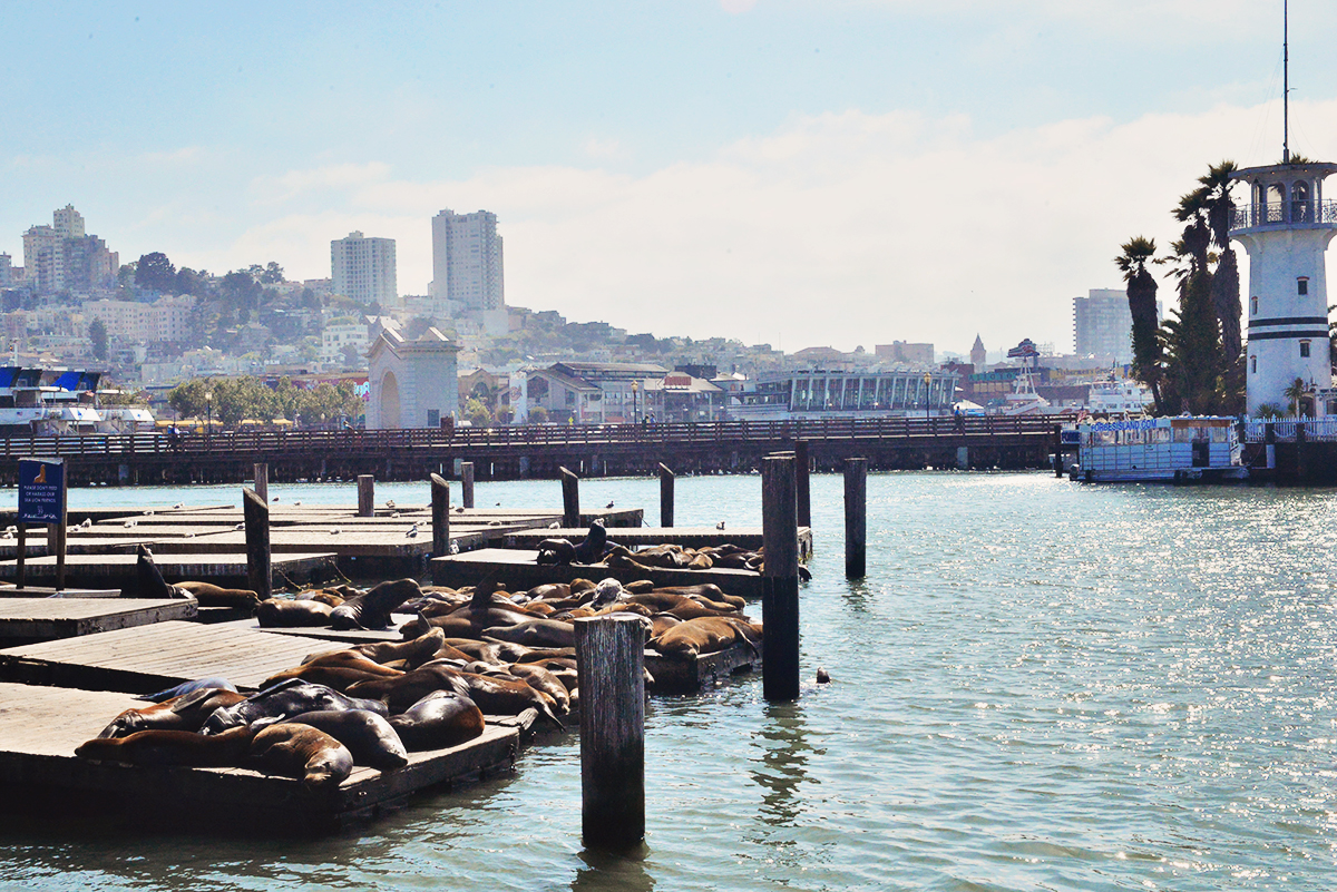 Sea lions at Pier 39 