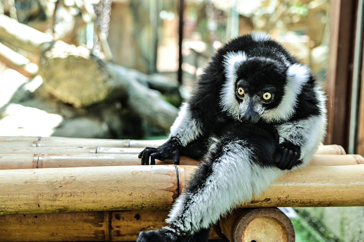 Encounter with lemurs in Spain