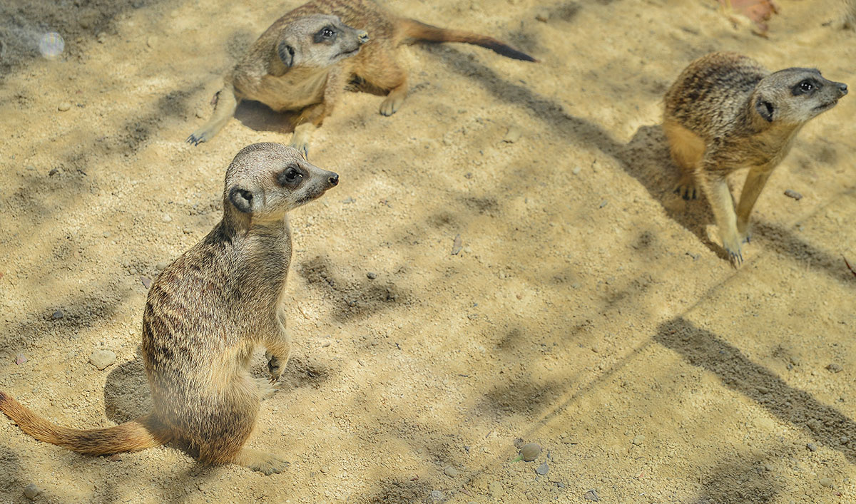 Animal Park in Benidorm, Costa Blanca