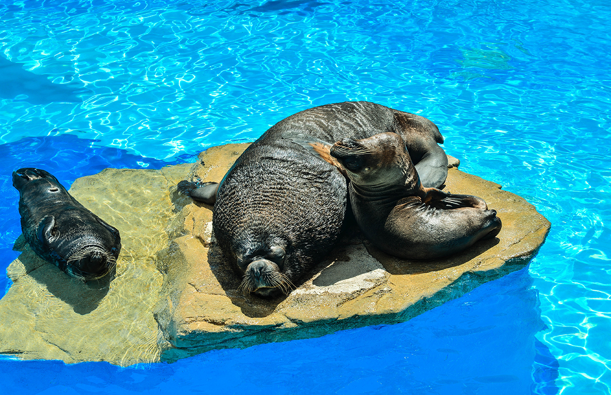 Seals in the sun