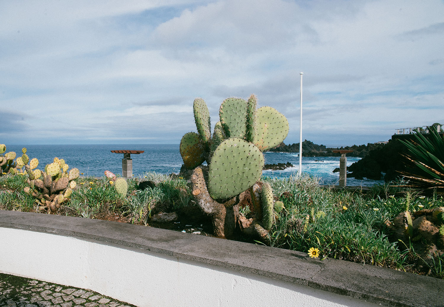 Cactus Plants with ocean in the background - Madeira, Portugal