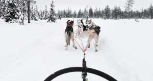 Husky Safari - Things to do in Oulu / Saker att göra i Uleåborg