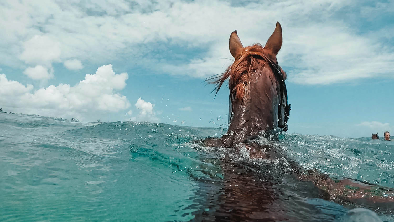 Утонули лошади. Конь из воды. Лошади в воде. Лошадь под водой. Лошадь плывет.