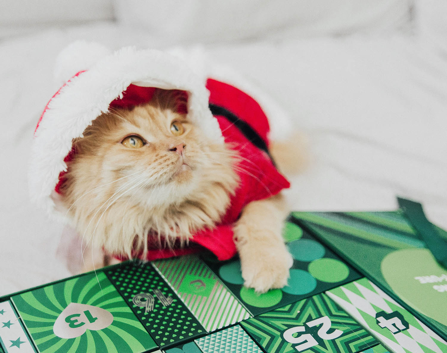Christmas Cat with Santa Claus Clothes