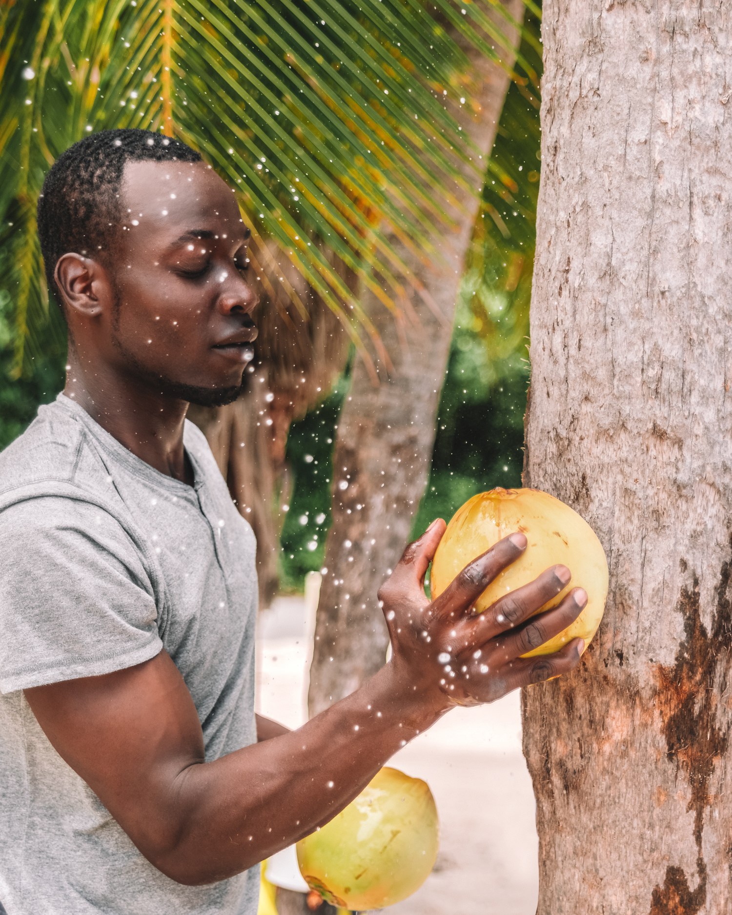 Opening a coconut in Jamaica, Caribbean