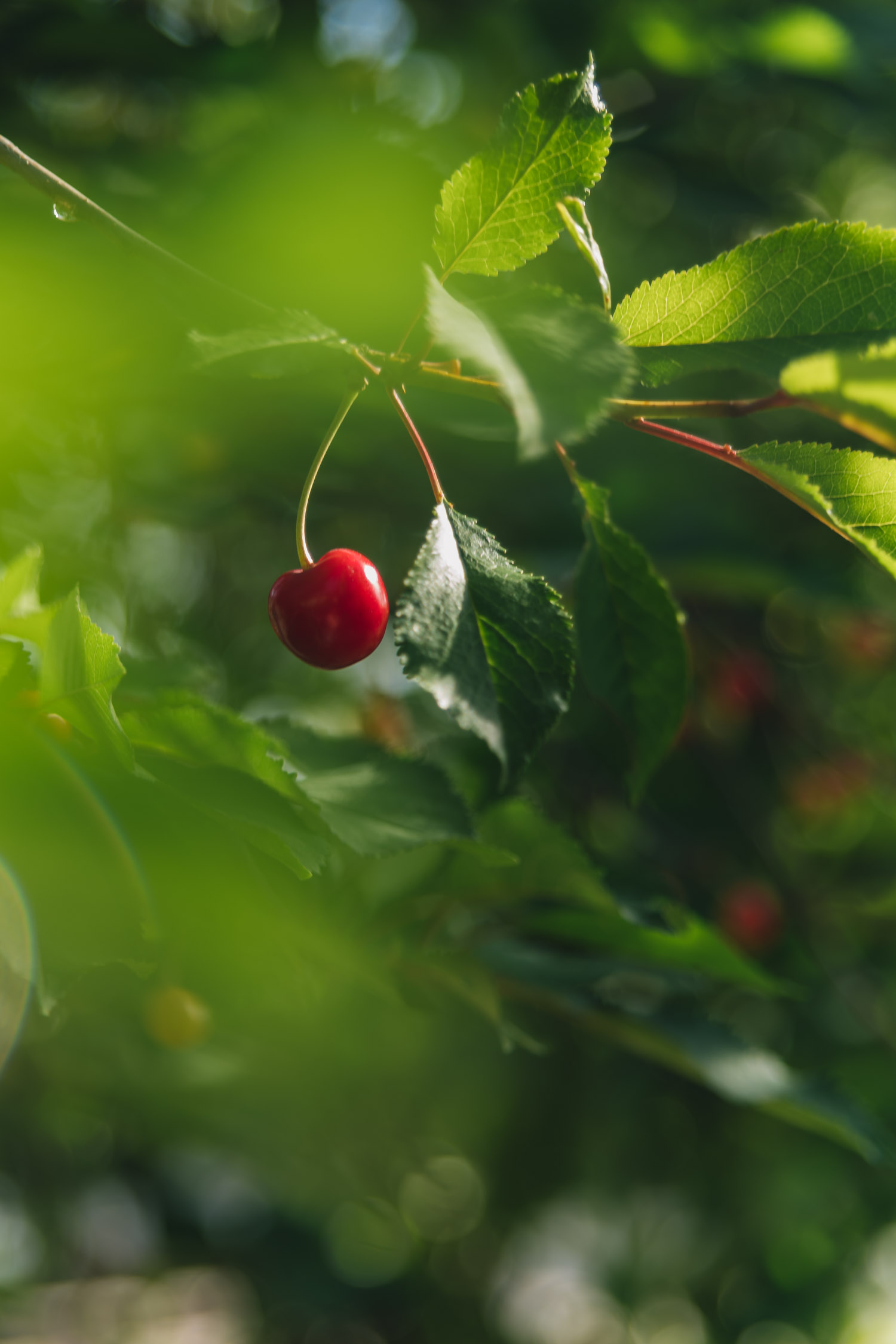 Close-up of cherries in restaurant Gryszczeniowka's garden.